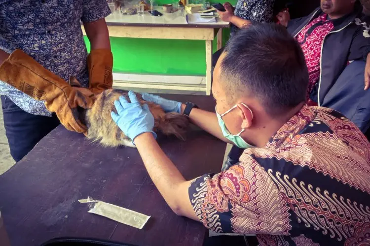 Perangi Virus Flu Burung dan Rabies, Dispangtan Kota Cimahi Berikan 1.900 Vaksin Secara Gratis 