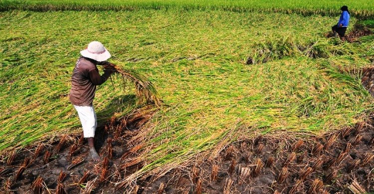 Petani Purwakarta Terbantu Program Kementan Hadapi El Nino