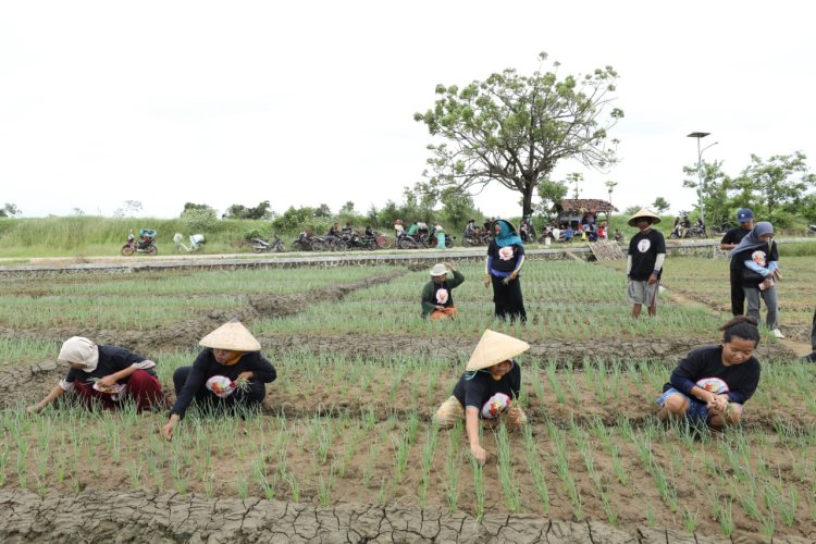 GMC Jabar Dorong Peningkatan Kapasitas Petani Bawang Merah di Kabupaten Cirebon
