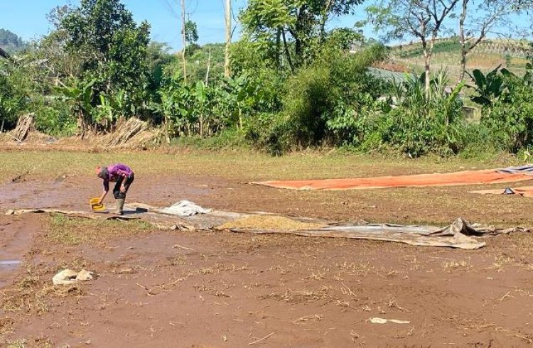 Dampak Banjir Bandang di Desa Mekarwangi, Petani dan Pengusaha Kopi Rugi hingga Ratusan Juta