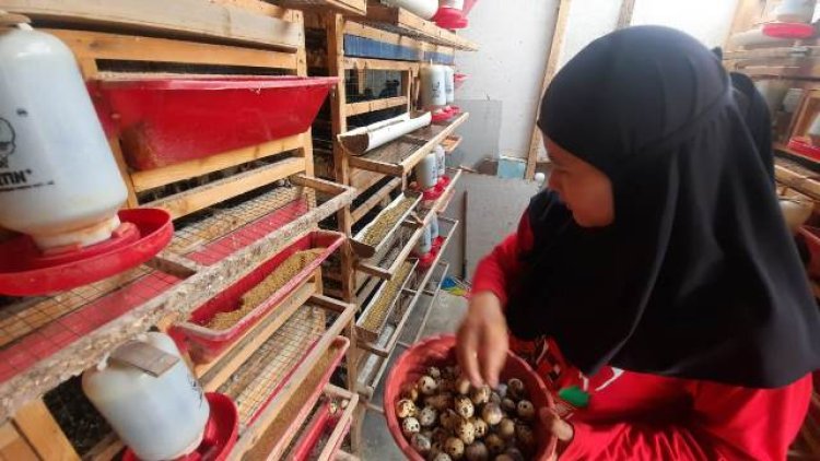 Buruh Perempuan Asal Cimahi Riska Prianti Raup Cuan hingga Puluhan Juta dari Budidaya Burung Puyuh