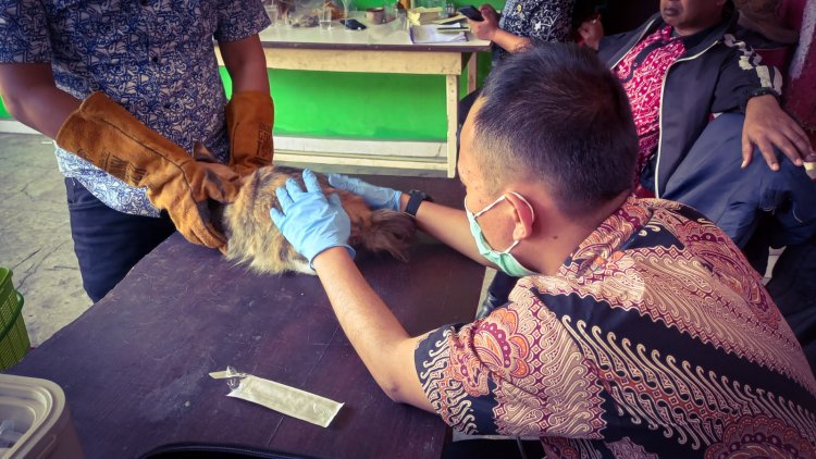 Perangi Virus Flu Burung dan Rabies, Dispangtan Kota Cimahi Berikan 1.900 Vaksin Secara Gratis 