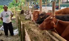 Dua Pekan Jelang Iduladha 2023, Pedagang Sapi Kurban di Soreang Masih Sepi Pembeli