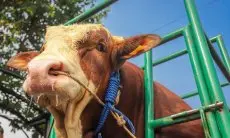 Sapi Limosin Pesanan Jokowi dari Kota Bandung Dikarantina Sebelum Dikirim ke Istana Bogor 