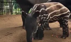 Anak Tapir Lahir di Bandung Zoo, Namanya Gantari