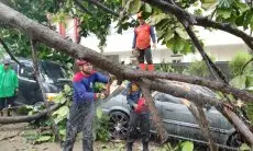 Korban Pohon Tumbang Bisa Klaim Ganti Rugi di Disperumkim, Ini Syaratnya