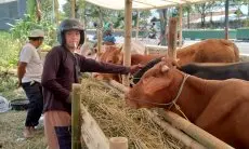 Dinas Pertanian Kab Bandung Terjunkan Tim Periksa Kesehatan Hewan Kurban