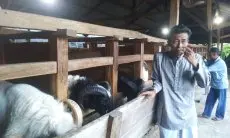 Jaga Kualitas Hewan Kurban, Padepokan Kanjeng BB di Desa Galanggang Jual 1.500 Domba Jelang Idul Adha 