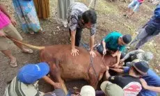 Diskanak Pastikan Hewan Kurban Diperiksa Sebelum Ataupun Sesudah Disembelih