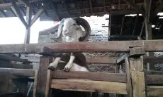 DKPP Kota Bandung Temukan Cacing Hati pada Ratusan Hewan Kurban