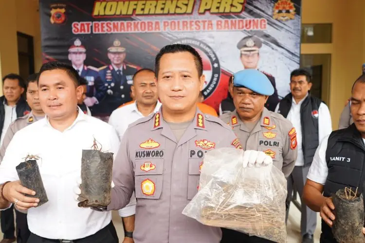 Tukang Tanam Ganja dalam Pot Ditangkap Polisi Bandung