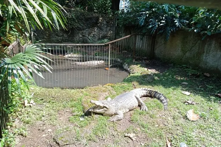 Pengamanan Aset, Kebun Binatang Bandung Diberikan Surat Teguran Pertama