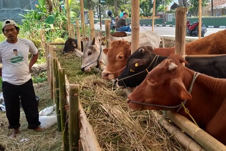 Dua Pekan Jelang Iduladha 2023, Pedagang Sapi Kurban di Soreang Masih Sepi Pembeli