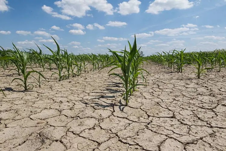 El Nino Ancam Ketahanan Pangan, DKPP KBB Lakukan Langkah Ini