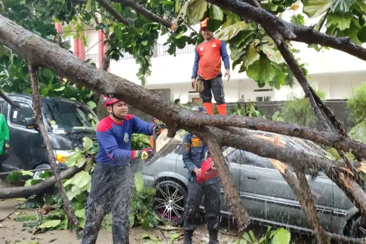 Tujuh Mobil Rusak Akibat Ketiban Pohon Tumbang