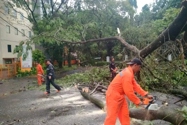 Diguyur Hujan Deras, Pohon di Kota Bandung Bertumbangan
