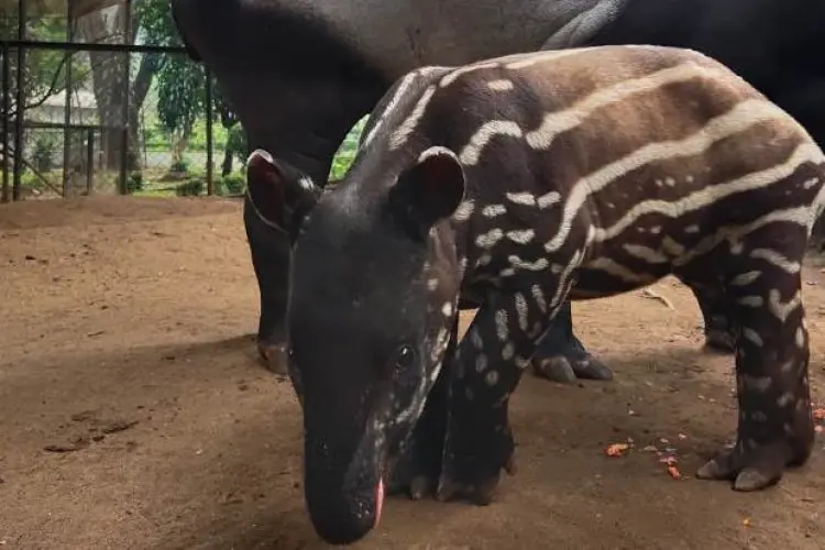 Anak Tapir Lahir di Bandung Zoo, Namanya Gantari