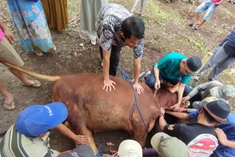 Diskanak Pastikan Hewan Kurban Diperiksa Sebelum Ataupun Sesudah Disembelih