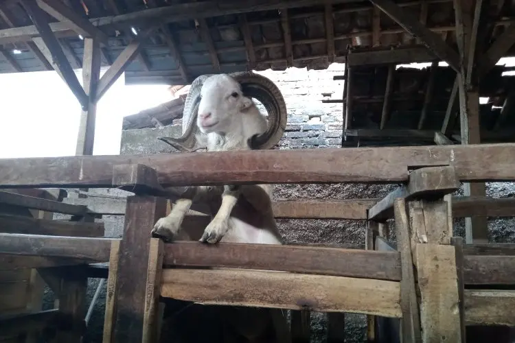 DKPP Kota Bandung Temukan Cacing Hati pada Ratusan Hewan Kurban
