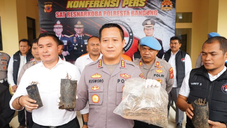Tukang Tanam Ganja dalam Pot Ditangkap Polisi Bandung