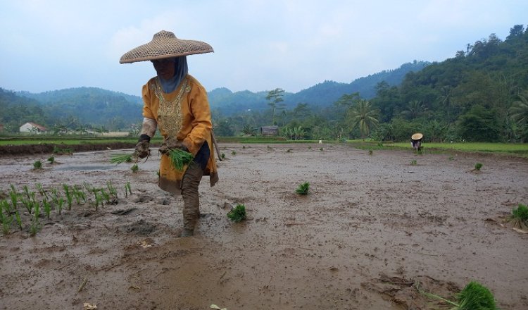 El Nino Mengancam, Ini Tiga Kecamatan di Kabupaten Bogor Bakal Terdampak Parah