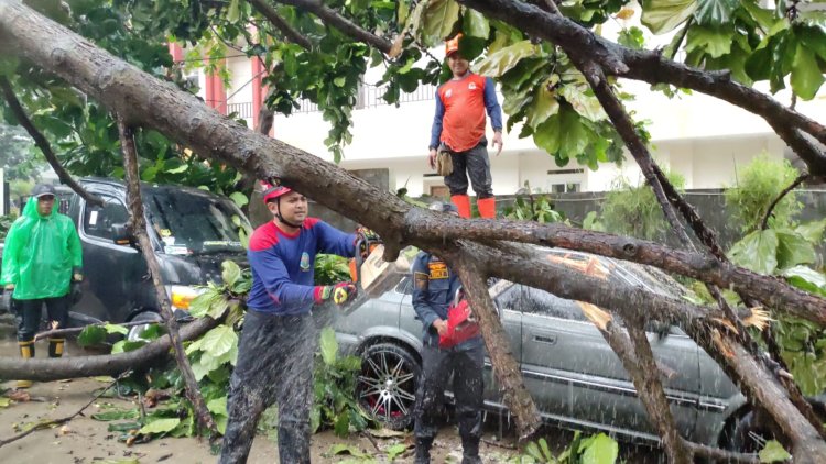 Tujuh Mobil Rusak Akibat Ketiban Pohon Tumbang