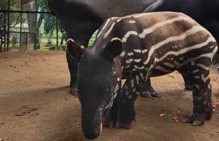 Anak Tapir Lahir di Bandung Zoo, Namanya Gantari