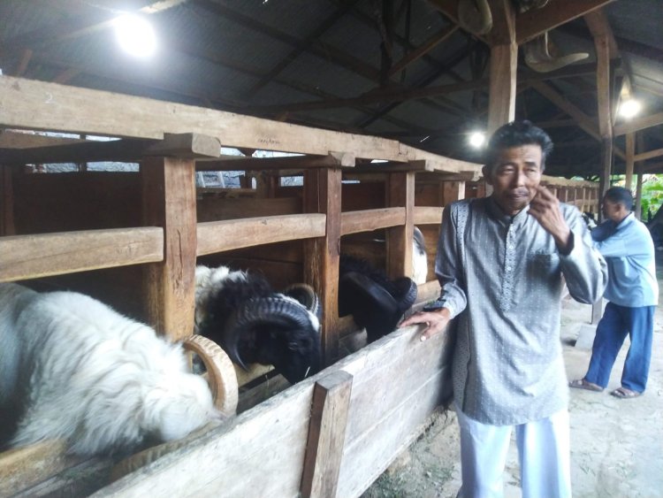 Jaga Kualitas Hewan Kurban, Padepokan Kanjeng BB di Desa Galanggang Jual 1.500 Domba Jelang Idul Adha 