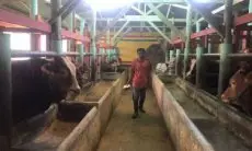 Sebut Peluang Kecil Antraks Masuk, Pemprov Jabar Tetap Perketat Pengawasan 