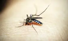 Populasi Nyamuk Meningkat di Cisarongge, Warga Ungkap Penyebabnya