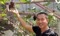 Cuan Budidaya Anggur yang Menggiurkan dari Warga di Kabupaten Bandung