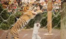 Internasional Tiger Day, TSI Bogor Berikan Promo Khusus ke Pengunjungnya