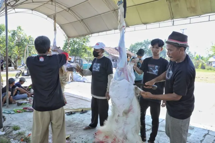 Ganjar Muda Padjajaran Potong Hewan Kurban Bersama Warga di Indramayu