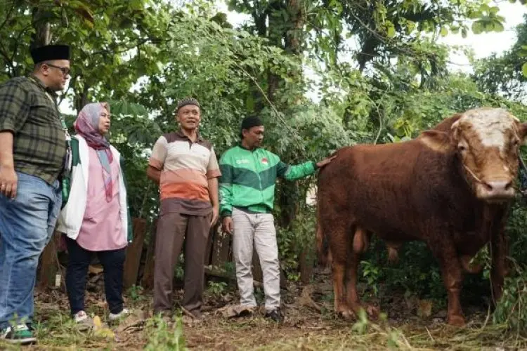 Iduladha 1444 H, Grab Indonesia Kurbankan Sapi Berbobot Satu Ton dan Ratusan Kambing