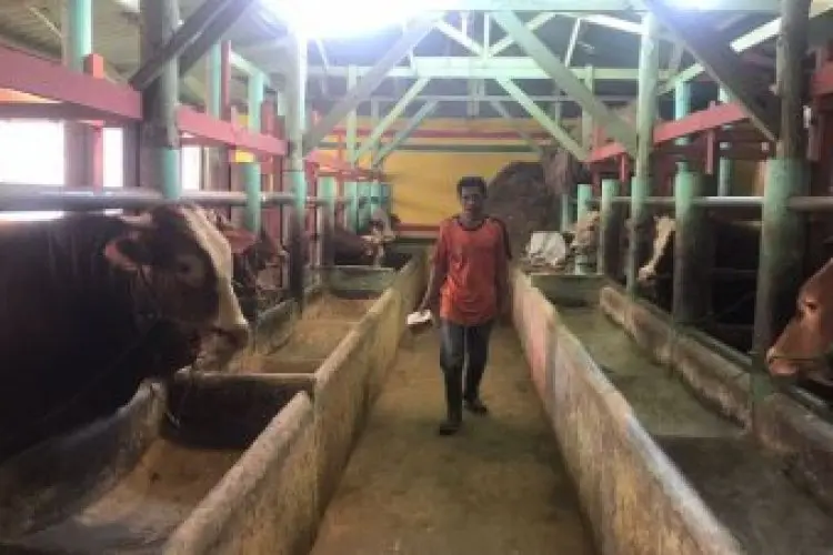 Sebut Peluang Kecil Antraks Masuk, Pemprov Jabar Tetap Perketat Pengawasan 