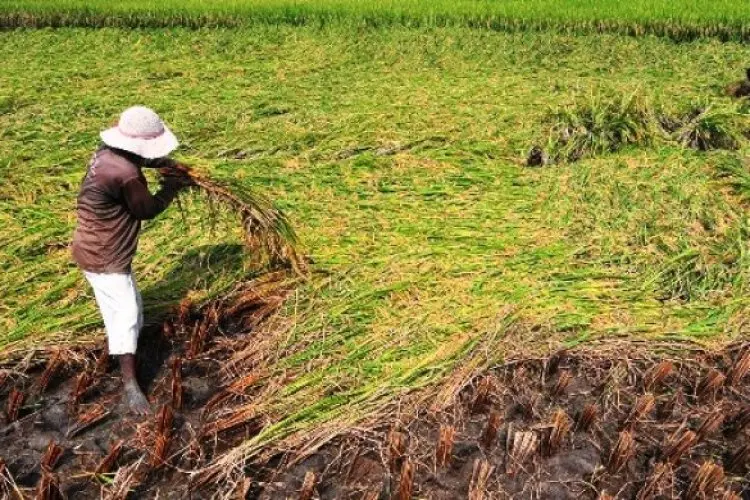 Rasakan Program Pertanian, Petani Berhasil Surplus Beras