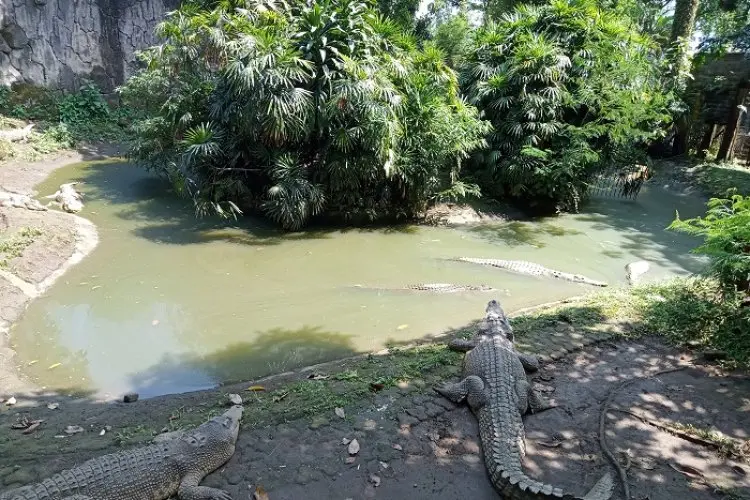 Ema Tegaskan Pemkot Bandung Hanya Amankan Aset Lahan Kebun Binatang Bandung