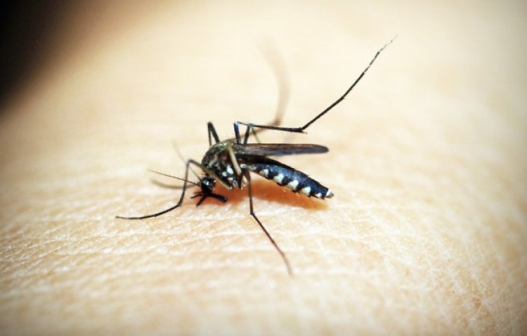 Populasi Nyamuk Meningkat di Cisarongge, Warga Ungkap Penyebabnya