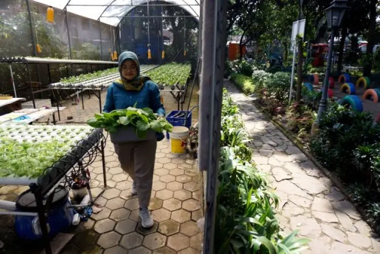 Foto: Panen Sayuran Hidroponik Warga Tembus Supermarket