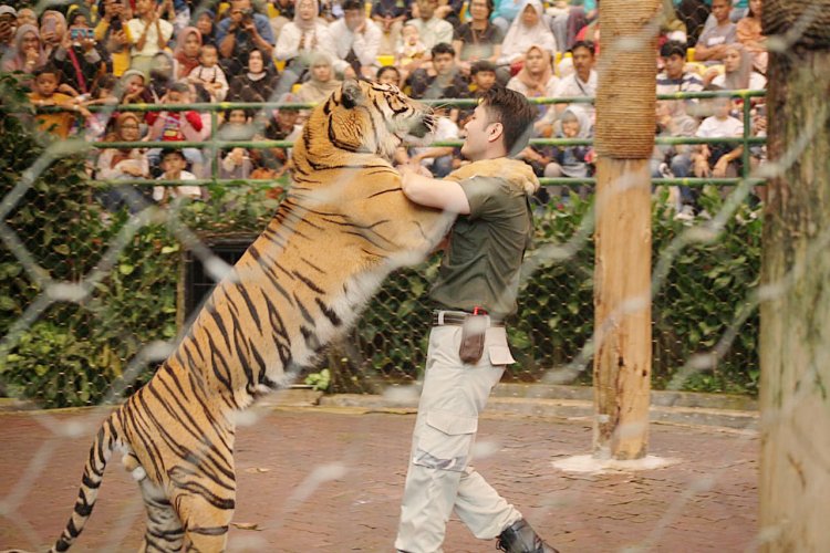Internasional Tiger Day, TSI Bogor Berikan Promo Khusus ke Pengunjungnya