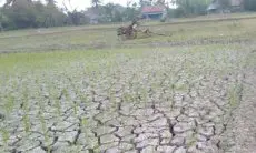 Ini Peta Kekeringan Bagi Pertanian Dampak El Nino di Bekasi