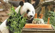 Sudah 13 Tahun, Pasangan Giant Panda akan Dikawinkan. Ini Harapan Pengunjung TSI Bogor