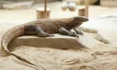 Enam Ekor Komodo Merdeka dari Taman Safari Indonesia Bogor, Besok Terbang ke Labuan Bajo