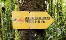 Memiliki Ketinggian 2.438 mdpl, Gunung Tandikat Bisa Menjadi Salah Satu Tujuan Pendakian untuk Pendaki Pemula