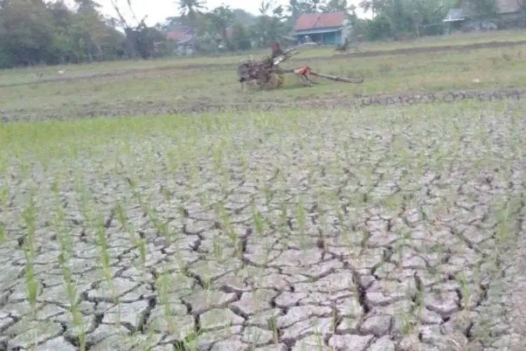 Ini Peta Kekeringan Bagi Pertanian Dampak El Nino di Bekasi