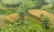 Lahan Terlantar Diperebutkan Penggarap dan PT. BSS, Kantor BPN Kabupaten Bogor Diminta 'Turun Tangan'