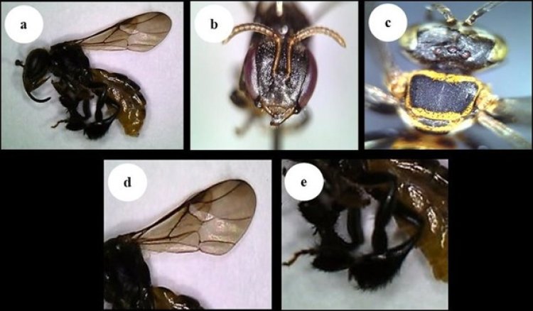 Budidaya Lebah Tanpa Sengat : Membantu Konservasi Lingkungan Sekaligus Peningkatan Ekonomi dan Kesehatan 