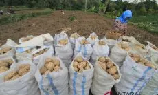 DKPP Kuningan: Diversifikasi Pangan Solusi Hadapi Kenaikan Harga Beras