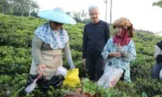 Ganjar dan Siti Atikoh Jalan Pagi Sambil Berbincang dengan Petani Kebun Teh di Cianjur