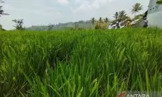 Jabar Bantu Biaya Sertifikasi Pertanian Organik untuk Petani di Garut